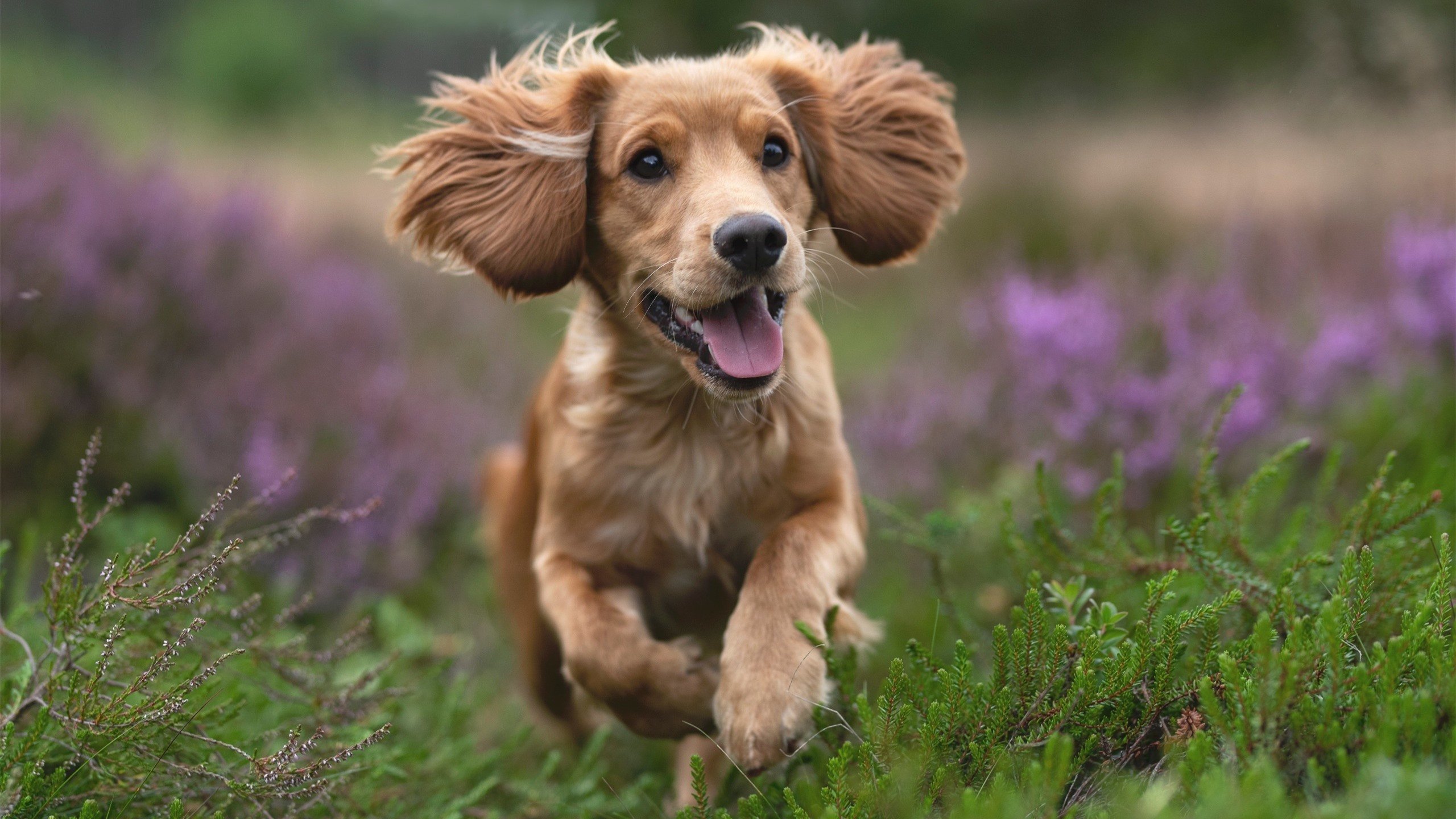 开云下载-刀锋划破悬念,弗拉霍维奇一击定乾坤,马赛梦碎于日本切割