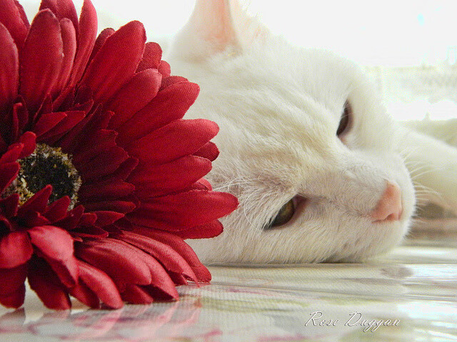 开云体育入口-冰与火之歌,奥亚尔萨瓦尔点燃的火焰,与冰岛冲垮钢铁巨人的启示