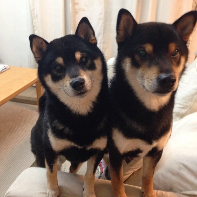 双星耀世,F1争冠夜的终极舞台与维尼修斯的破茧成蝶