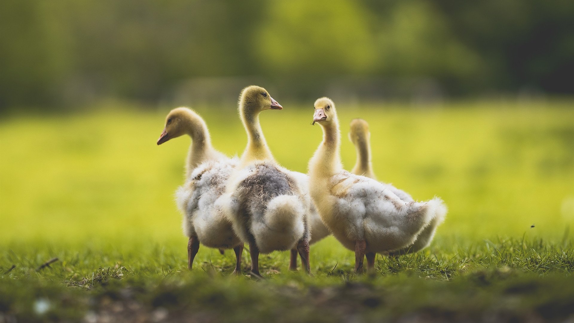 开云下载-赛道在脚下，卡马文加如何把绿茵场开成F1街道赛
