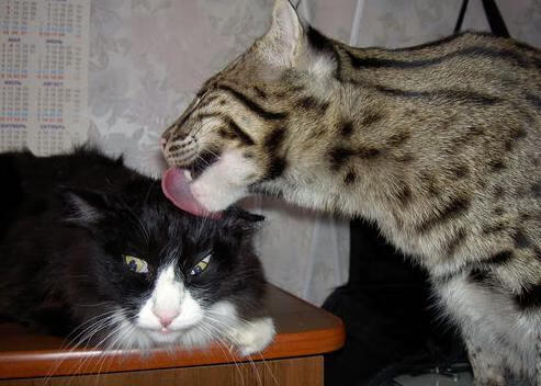 黄沙防线崩于一人!努涅斯上演雪崩式进球,西班牙在沙特遭遇战术滑铁卢