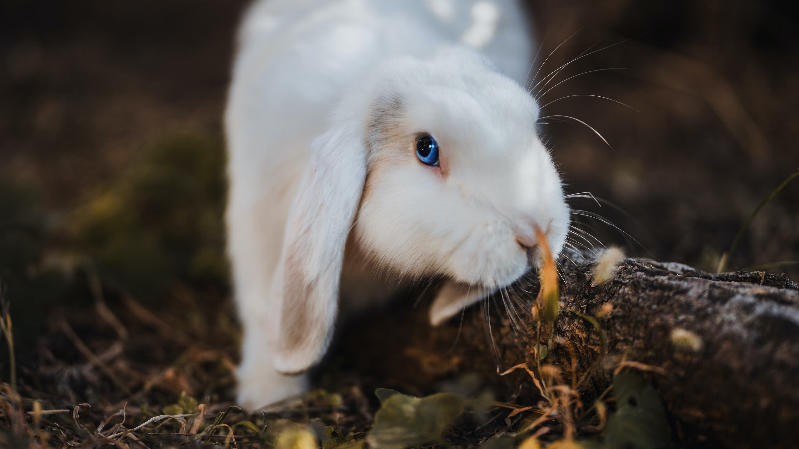 冰岛意志与阿坎吉时刻，当挑战者定义历史