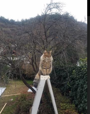 哈登的钥匙,打开胜利之门的巨星光辉