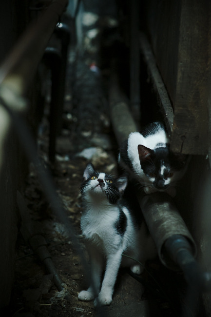 当欧冠遇上NBA,骑士爆冷火箭,篮球场上的半决赛焦点战