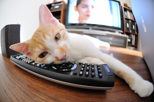 赛场上的指挥官与小贾伦的节奏魔法