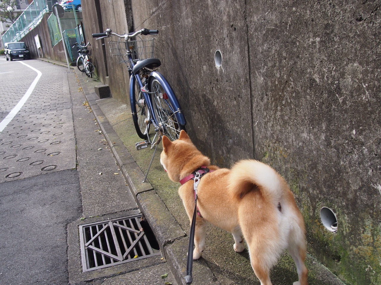 开云体育平台APP-绿茵革命,黄喜灿数据引爆亚洲风暴,阿尔及利亚终结新西兰神话