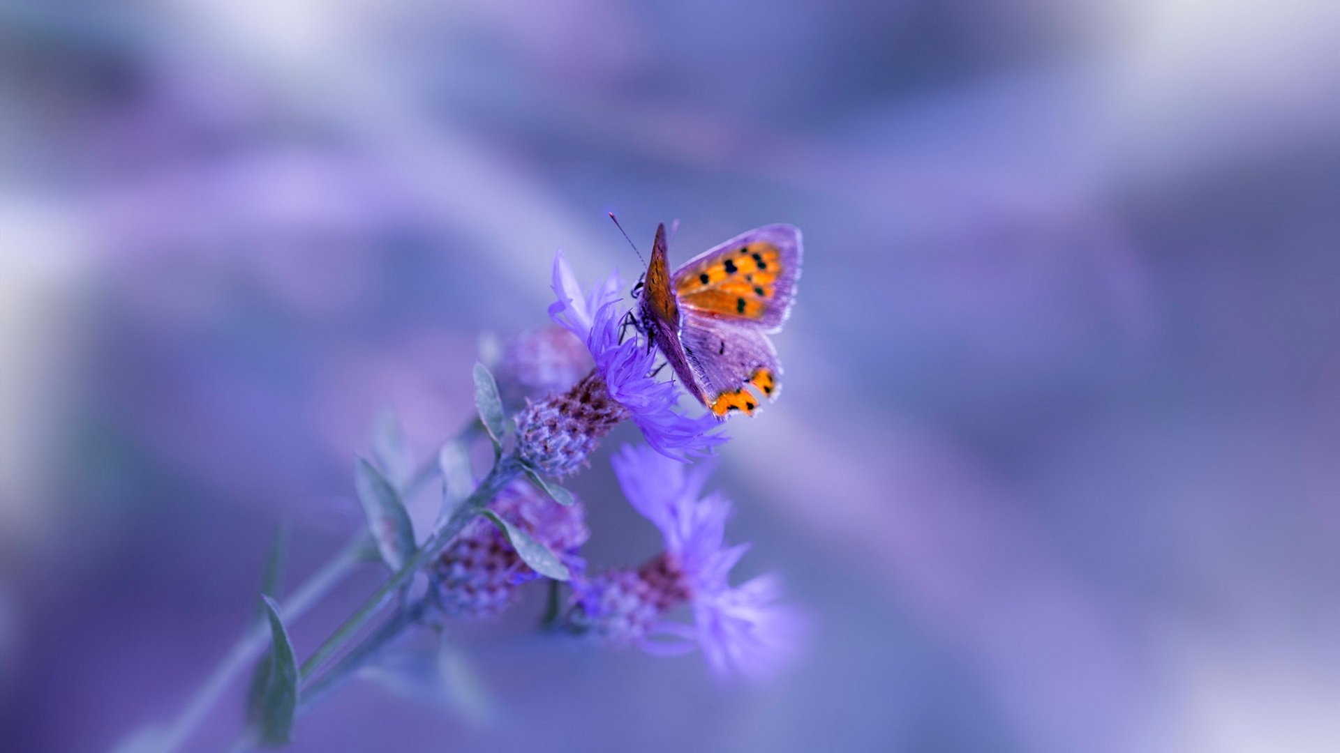 太阳对阵广东队,英格拉姆化身赛场魔术师,一手导演国际篮球对话