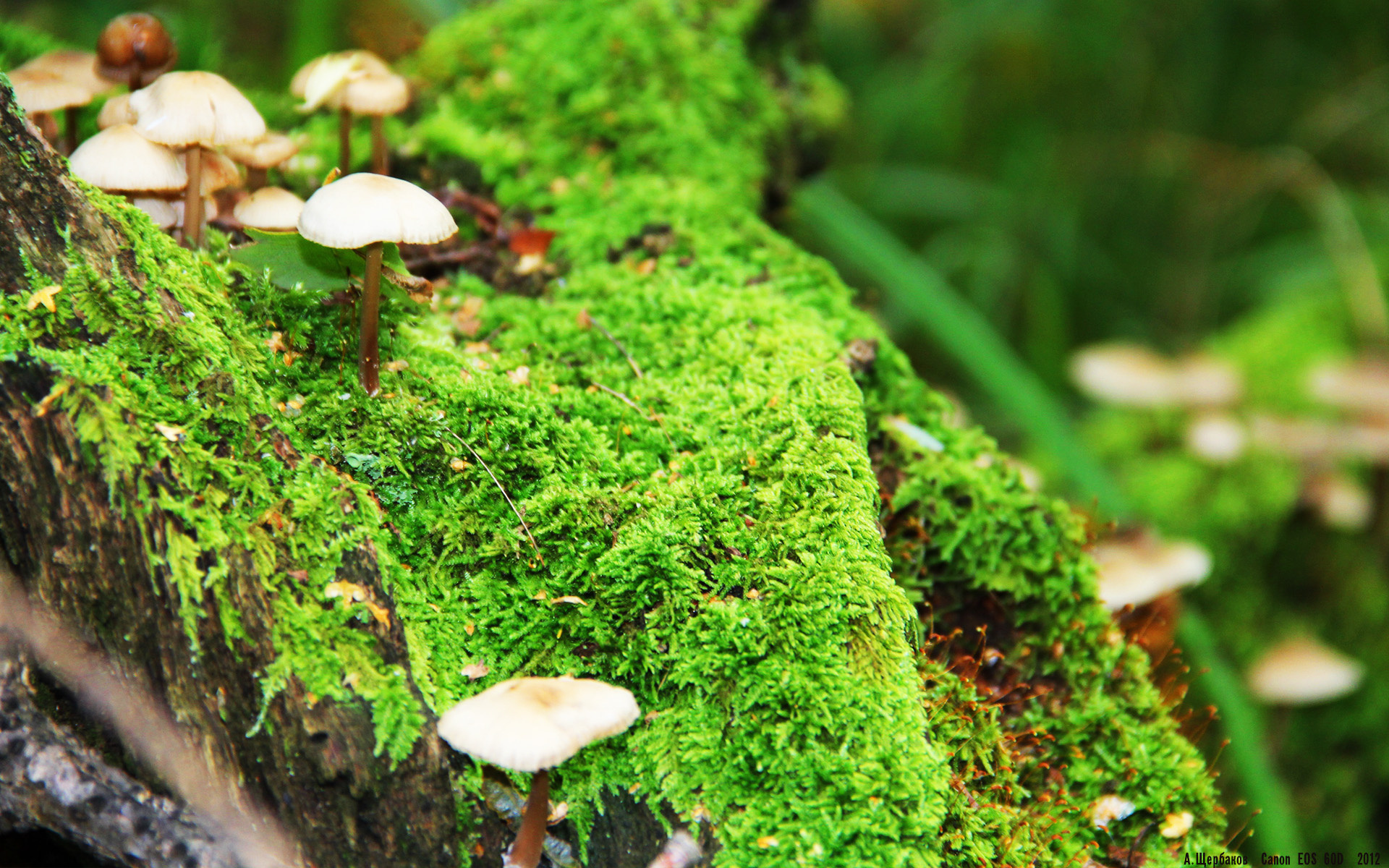 开云APP-大赛基因与逆袭之光，从劳塔罗的舞台到牙买加的宣言