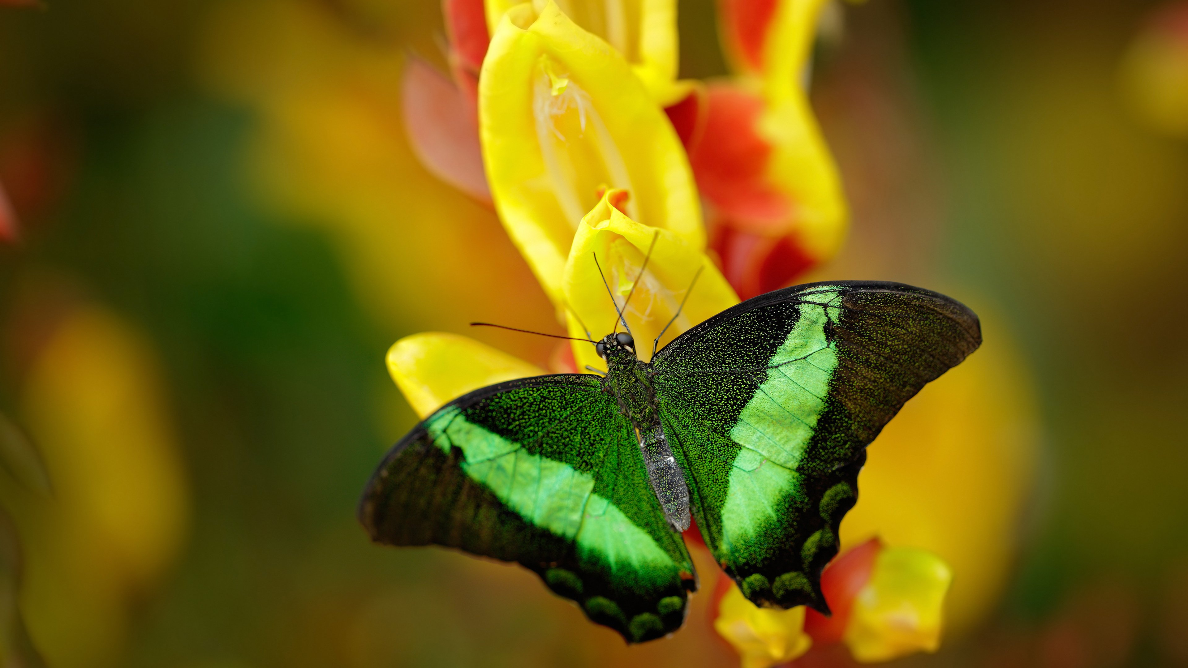 开云体育官网-绿茵烽火与篮坛争锋，当西甲德比遇见浙活塞巅峰战