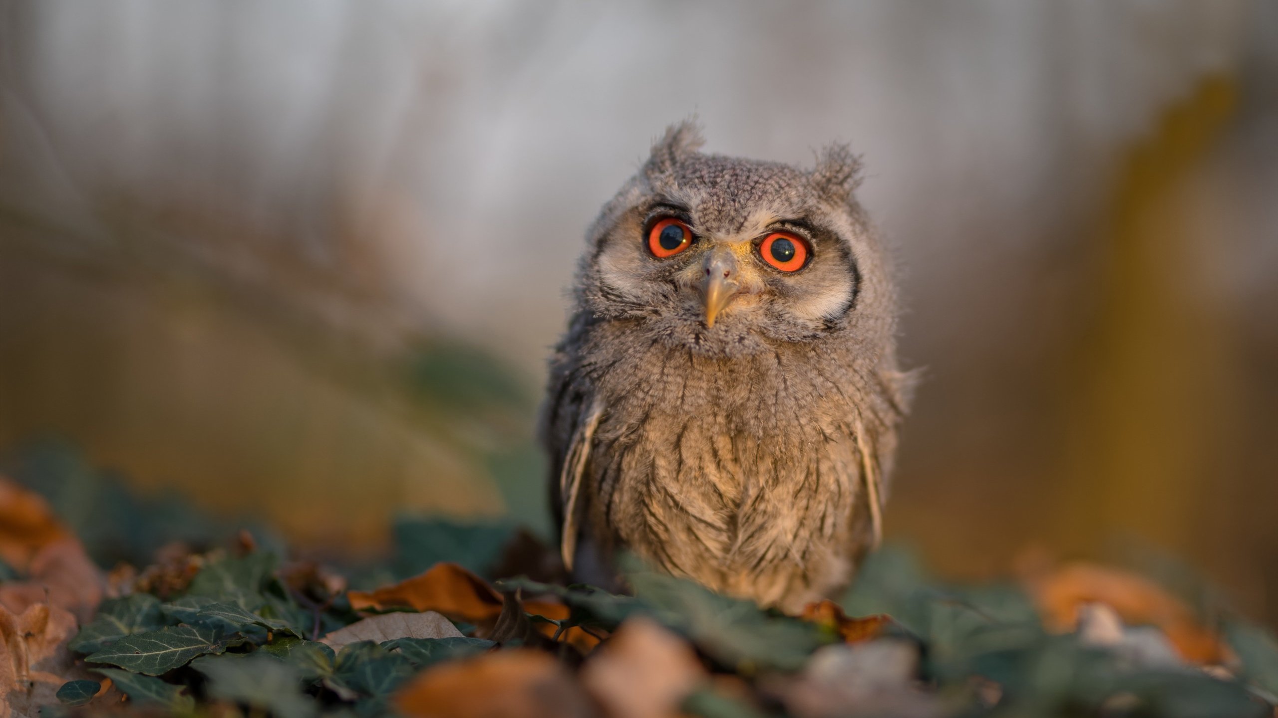 开云体育中国-独舞与协奏，哈登41分爆发背后的76人胜利密码