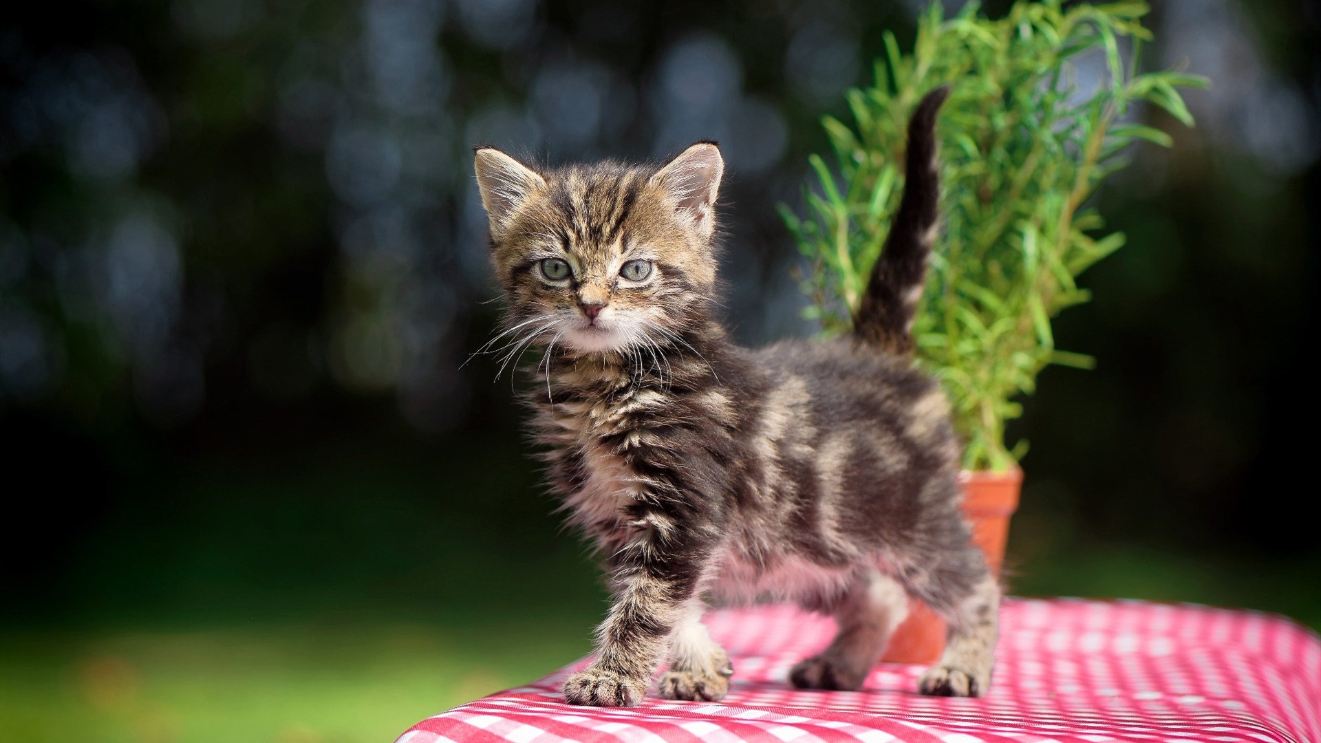 欧冠唯一剧本，塞维利亚只身带走雷恩，后卫阿什拉夫变身关键先生