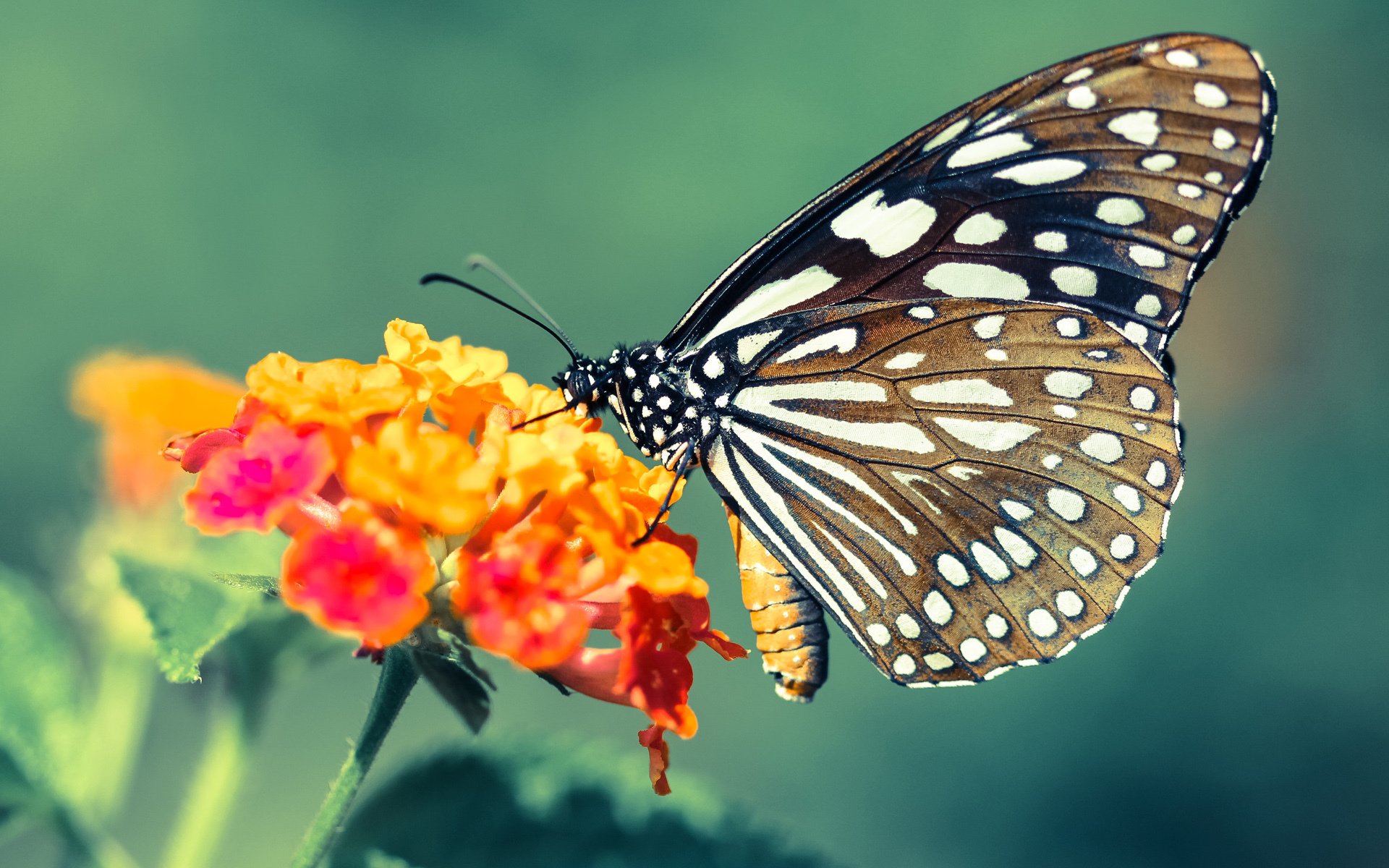 开云APP-本泽马独舞悬崖边！摩纳哥淘汰赛逆境击溃雷恩，传奇夜他再度封神