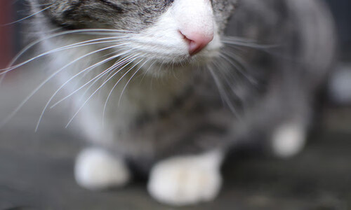 开云APP-纬度冲突，当瑞士制霸洪都拉斯，苏亚雷斯在亚平宁接管比赛