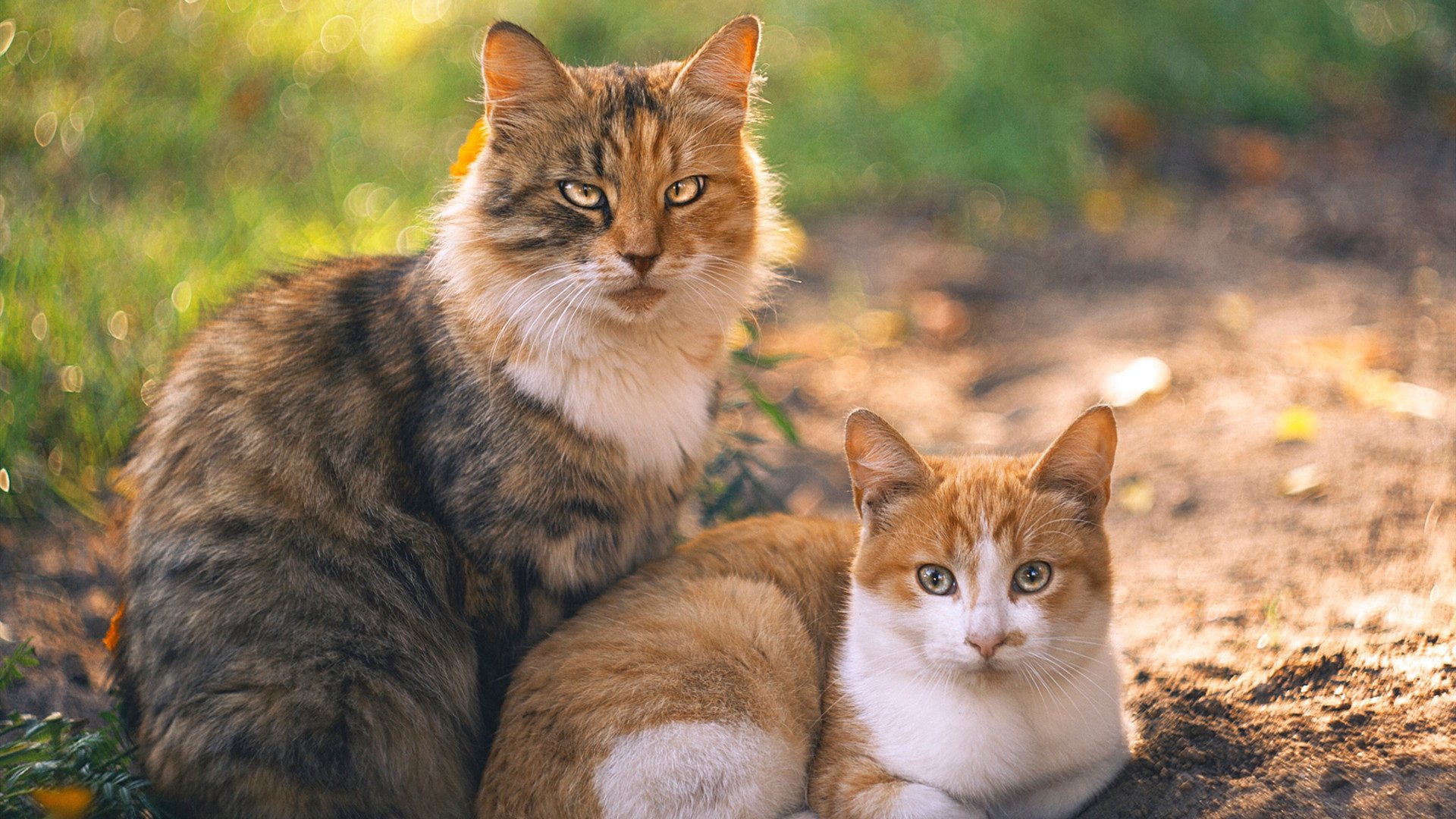 开云-西决生死战之夜，霍勒迪，破壁者