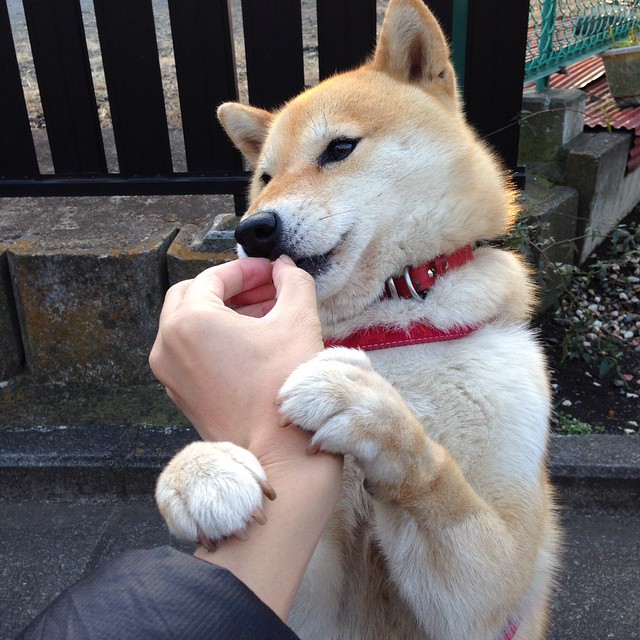 开云平台-虚拟巨星降临总决赛，文班亚马战术镜像助辽宁队争冠战胜出浙江队