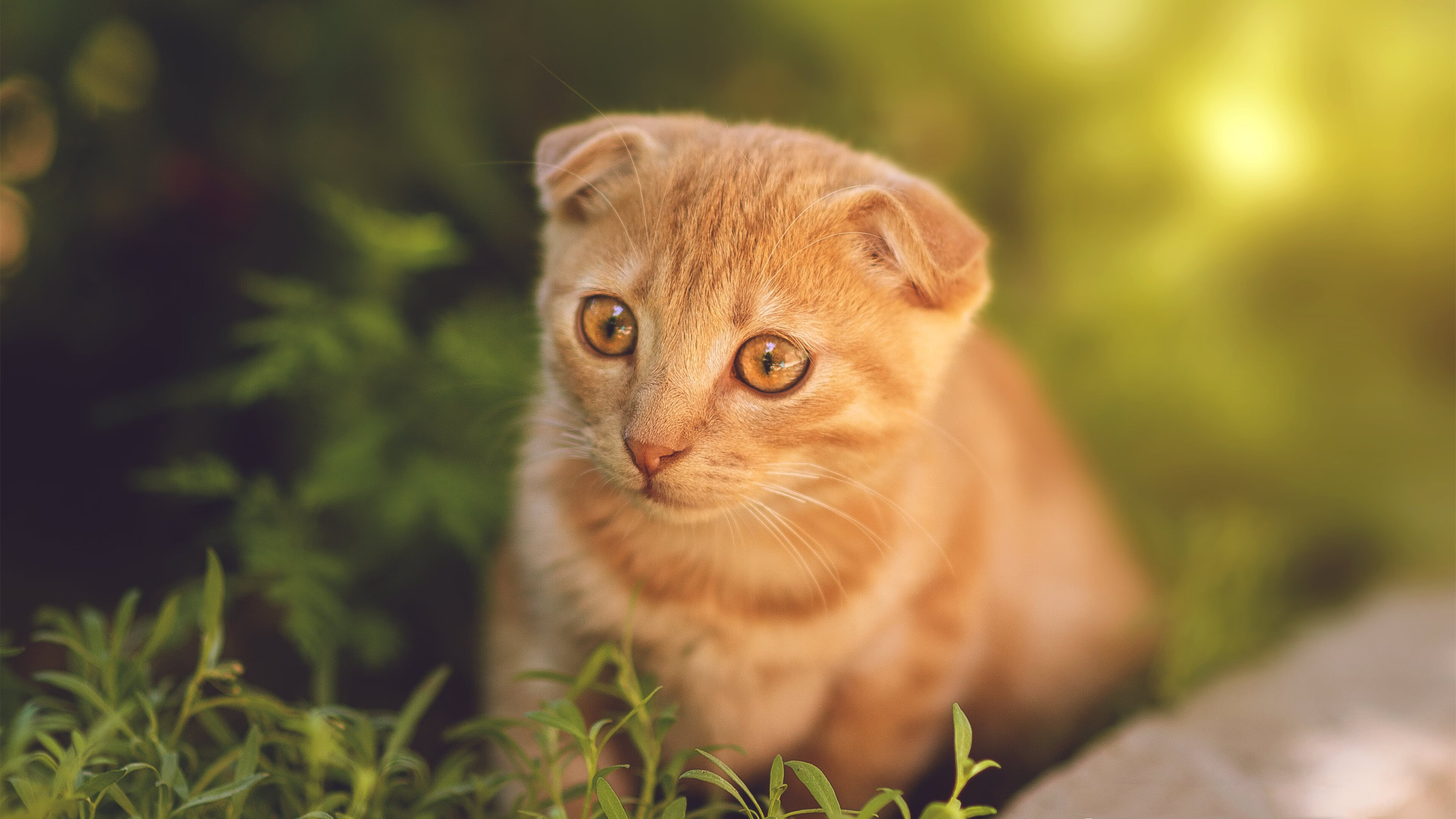 末节15分+死亡缠绕！范弗利特弑旧主，猛龙斩落热火他成关键先生