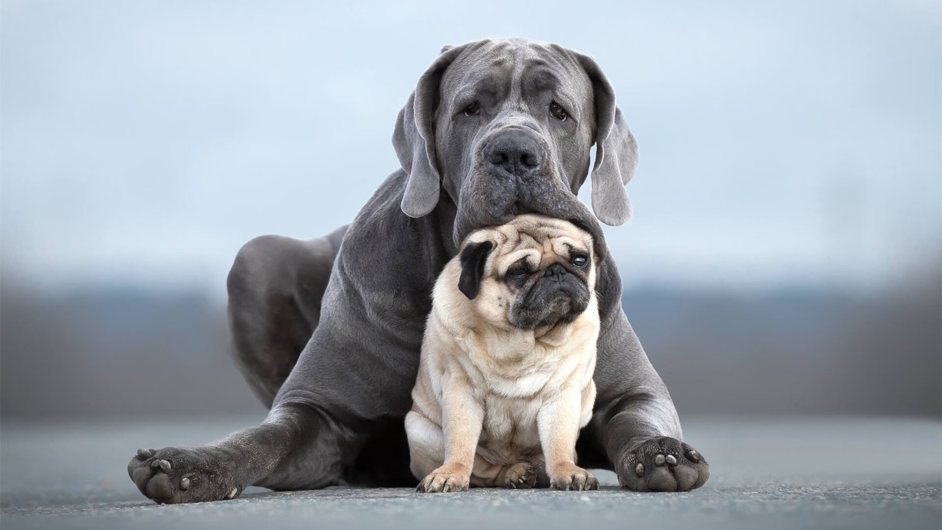 高压锅武切维奇，鹈鹕争冠路上的战术蜕变与步行者之战的启示